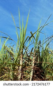 Sugar Cane, Grassy Of The Genus Saccharum, Used On A Large Scale In Tropical Countries For The Production Of Sugar And Ethanol, In Cordeiropolis, SP, Brazil