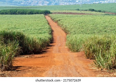 Sugar Cane, Grassy Of The Genus Saccharum, Used On A Large Scale In Tropical Countries For The Production Of Sugar And Ethanol, In Cordeiropolis, SP, Brazil