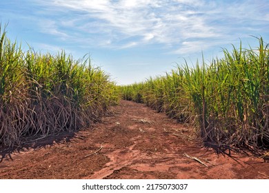 Sugar Cane, Grassy Of The Genus Saccharum, Used On A Large Scale In Tropical Countries For The Production Of Sugar And Ethanol, In Cordeiropolis, SP, Brazil