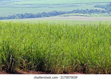 Sugar Cane, Grassy Of The Genus Saccharum, Used On A Large Scale In Tropical Countries For The Production Of Sugar And Ethanol, In Cordeiropolis, SP, Brazil