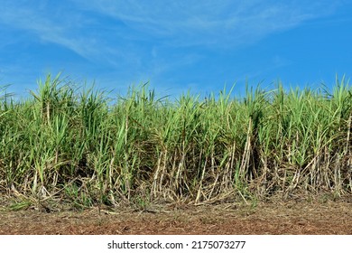 Sugar Cane, Grassy Of The Genus Saccharum, Used On A Large Scale In Tropical Countries For The Production Of Sugar And Ethanol, In Cordeiropolis, SP, Brazil