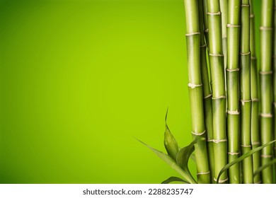 Sugar cane green plant on background.