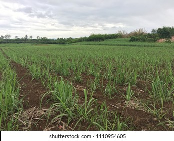 Sugar Cane Growing Thailand Stock Photo (Edit Now) 1110954605