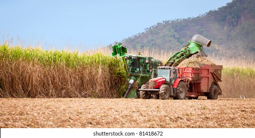 Sugar Cane Harvest In Tropical Queensland, Australia