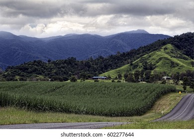 Sugar Cane Harvesting In Australia