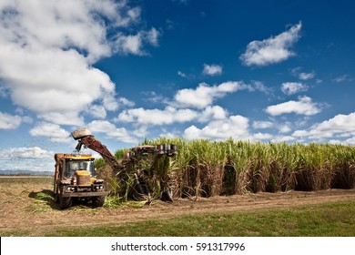 Sugar Cane Harvesting In Queensland, Australia.