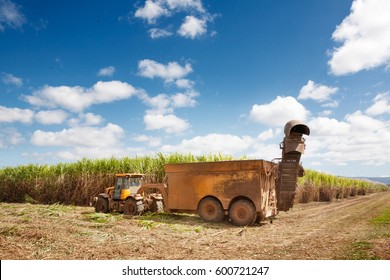 Sugar Cane Harvesting In Queensland, Australia.