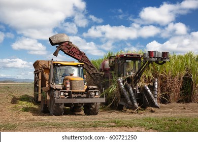 Sugar Cane Harvesting In Queensland, Australia.