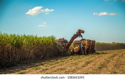 Sugar Cane Hasvest Plantation