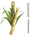 Sugar cane isolated on white background