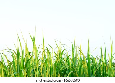 Sugar cane leaf with clear sky for background - Powered by Shutterstock