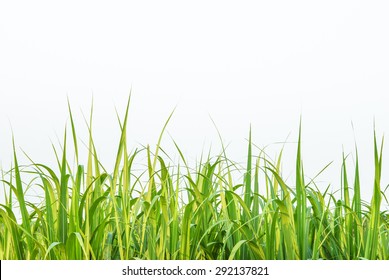 Sugar Cane Leaf On Isolated White Background Good For Graphic Designer