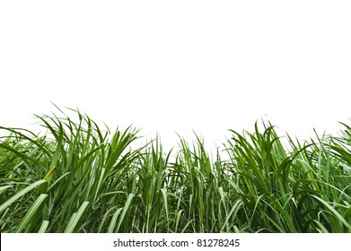 Sugar Cane On White Background