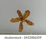 the sugar cane Orchid is a type of orchid flower that is very heavy and can reach a height of 3 meters. The color this orchid is yellow and gas brownish spot. 