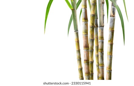 Sugar cane plant isolated on white background.