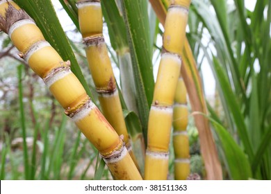 Sugar Cane Plantation