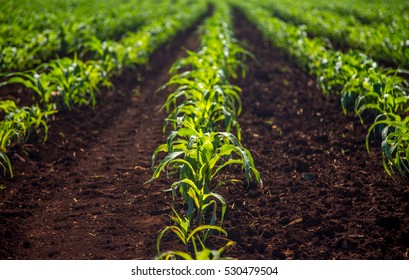 Sugar Cane Plantation