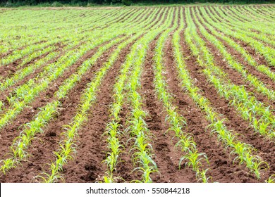 4,114 Sugar cane soil Images, Stock Photos & Vectors | Shutterstock