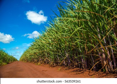 Sugar Cane Plantation