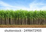 Sugar cane plantation with blue sky background.