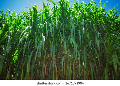 Sugar cane plantation in Brazil - Powered by Shutterstock