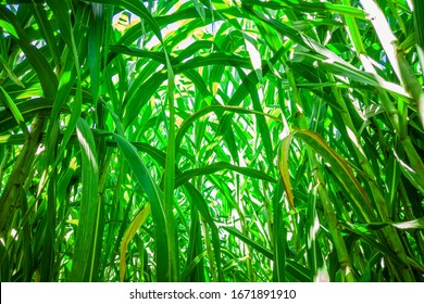 Sugar cane plantation in Brazil - Powered by Shutterstock