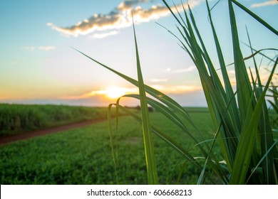 Sugar Cane Plantation Sunset