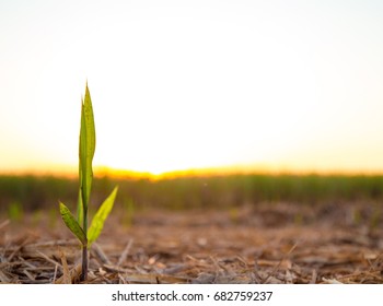 Sugar Cane Plantation Sunset