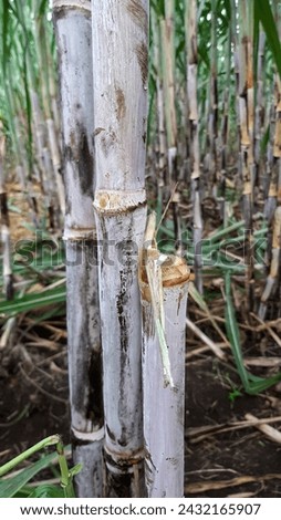 sugar cane plants with broken shoots