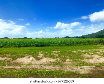 Sugar Cane Plants In Queensland, Australia.