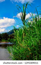 Sugar Cane, Rio Grande River, Blue Mountains, Jamaica 
