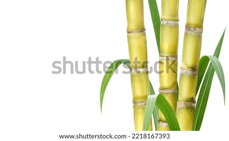  Sugar cane stalks isolated on white background.