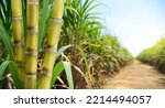 Sugar cane stalks with sugar cane plantation background.