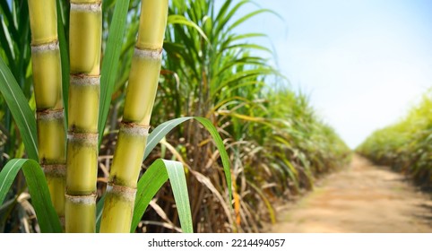 Sugar cane stalks with sugar cane plantation background. - Shutterstock ID 2214494057