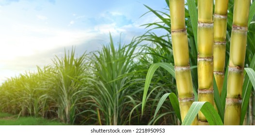 Sugar cane stalks with sugar cane plantation background. - Shutterstock ID 2218950953