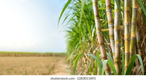 Estallos de caña de azúcar con antecedentes de plantación de caña de azúcar.