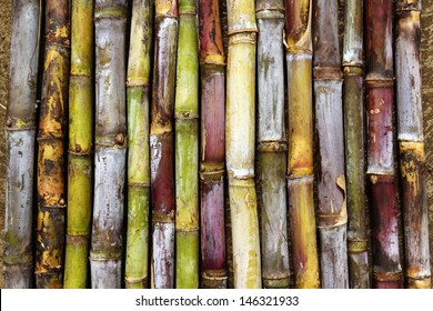 Sugar Cane Varieties