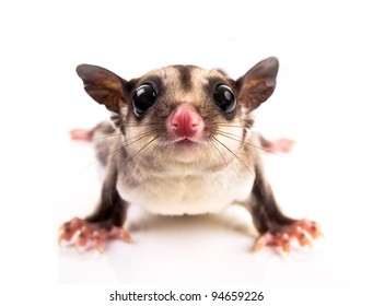 Sugar Glider