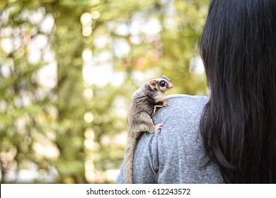 Sugar glider adhere on the back of a woman owner.There is a bokeh at the back of a woman.