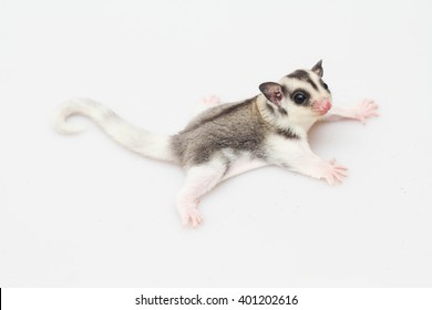 Sugar Glider Australia Animal 