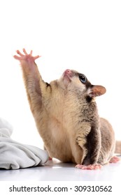 Sugar Glider Australia Animal Hand Up Cute Action