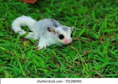 Sugar Glider, Australia Sugar Glider  (Petaurus Breviceps)