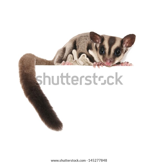 Sugar Glider Australian Pet Isolated Over Stock Photo Edit Now