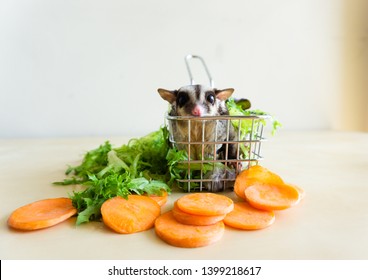 Sugar Glider In The Basket With Carrot And Green Vegtables Around.