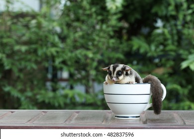 Sugar Glider in coffee cup, Cute animal in househole pet.