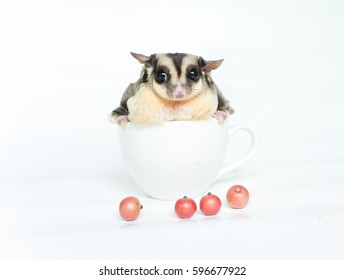 Sugar Glider in coffee cup and will jumping, Cute animal in household pet.