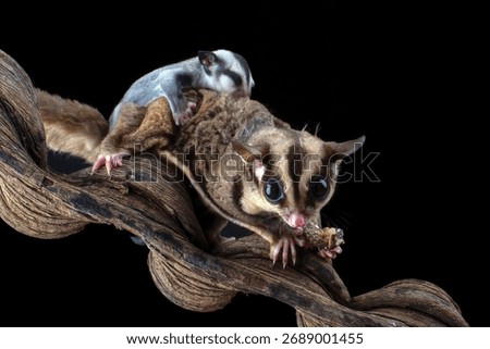 Sugar glider eating a insect while carrying its baby	