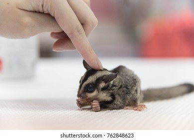a sugar glider is eating worm andstanding on the white floor