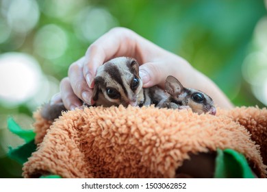 Sugar Glider Petaurus Breviceps Animals Scientific Stock Photo ...