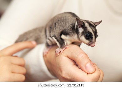 Sugar Glider. Petaurus Breviceps, Arboreal Gliding Possum Seats On Hands